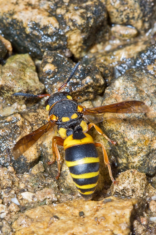 Leucospis miniata e  Vespidae Eumeninae color arancio di Malta